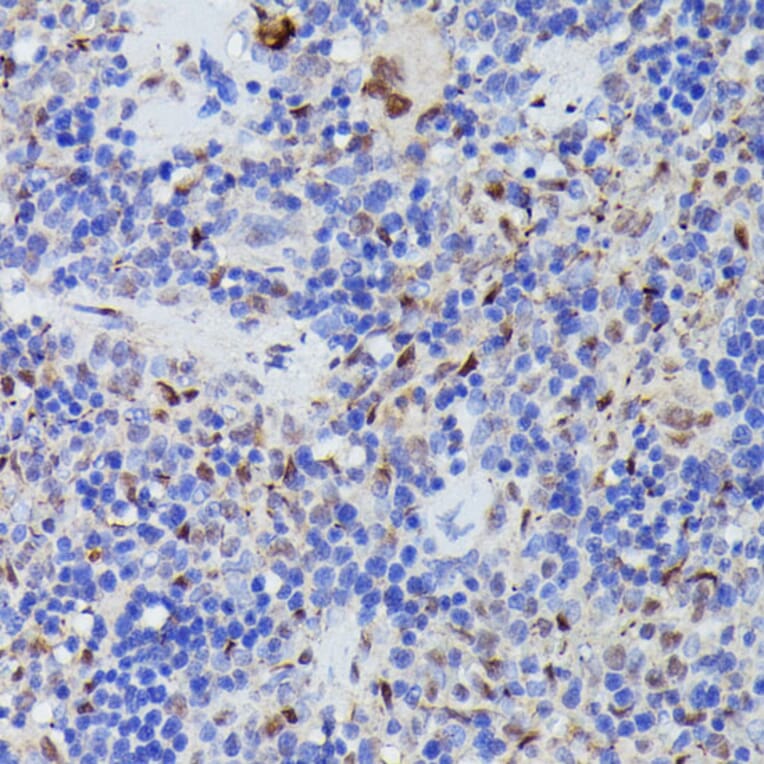 Immunohistochemistry - Anti-Cdc23 Antibody (A90921) - Antibodies.com