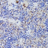 Immunohistochemistry - Anti-Cdc23 Antibody (A90921) - Antibodies.com