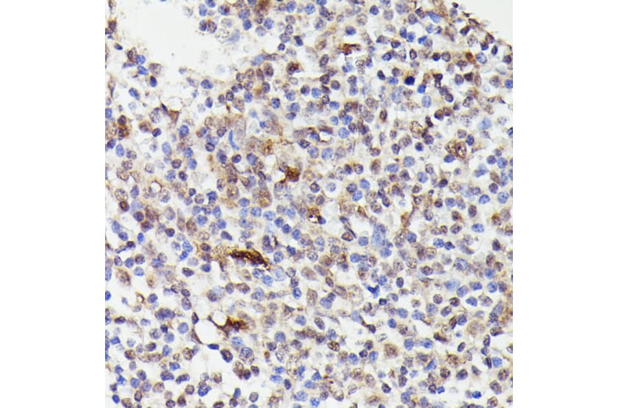 Immunohistochemistry - Anti-Cdc23 Antibody (A90921) - Antibodies.com