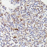 Immunohistochemistry - Anti-Cdc23 Antibody (A90921) - Antibodies.com