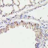 Immunohistochemistry - Anti-Cdc23 Antibody (A90921) - Antibodies.com
