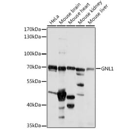 Western Blot - Anti-GNL1 Antibody (A90922) - Antibodies.com