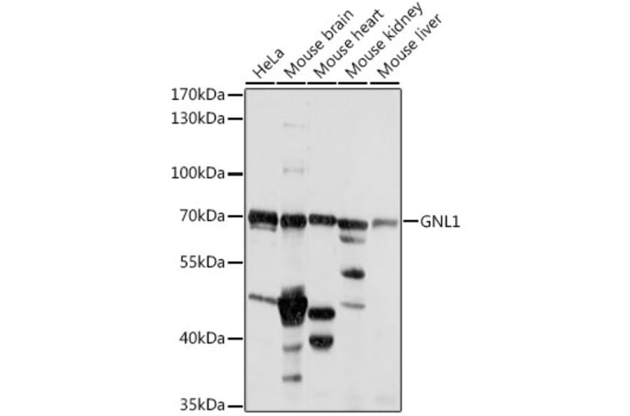 Western Blot - Anti-GNL1 Antibody (A90922) - Antibodies.com