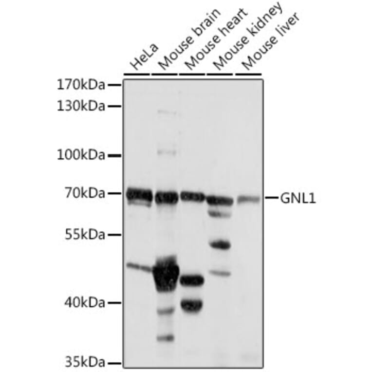 Western Blot - Anti-GNL1 Antibody (A90922) - Antibodies.com