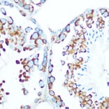 Immunohistochemistry - Anti-STIP1/STI1 Antibody (A90925) - Antibodies.com