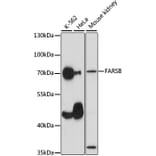 Western Blot - Anti-FARSLB Antibody (A90927) - Antibodies.com