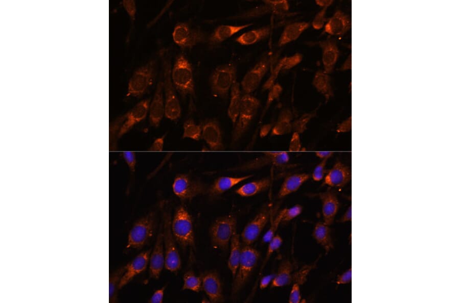 Immunofluorescence - Anti-FARSLB Antibody (A90927) - Antibodies.com
