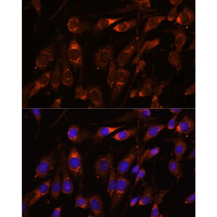 Immunofluorescence - Anti-FARSLB Antibody (A90927) - Antibodies.com