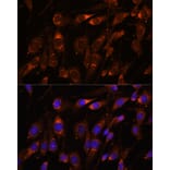 Immunofluorescence - Anti-FARSLB Antibody (A90927) - Antibodies.com