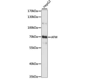 Western Blot - Anti-AFM Antibody (A90928) - Antibodies.com