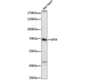 Western Blot - Anti-AFM Antibody (A90929) - Antibodies.com