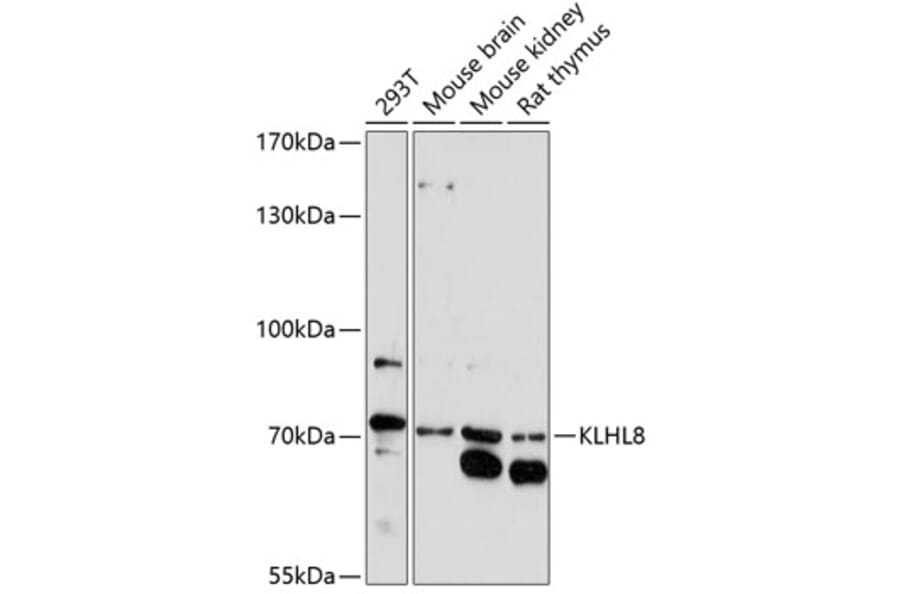 Western Blot - Anti-KLHL8 Antibody (A90930) - Antibodies.com