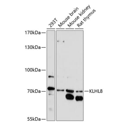 Western Blot - Anti-KLHL8 Antibody (A90930) - Antibodies.com