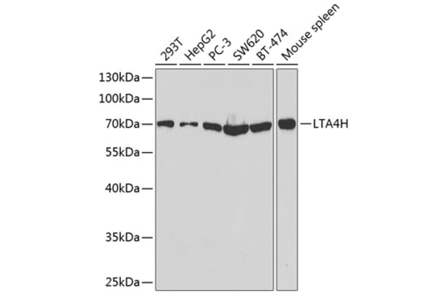 Western Blot - Anti-Leukotriene A4 hydrolase / LTA4H Antibody (A90931) - Antibodies.com