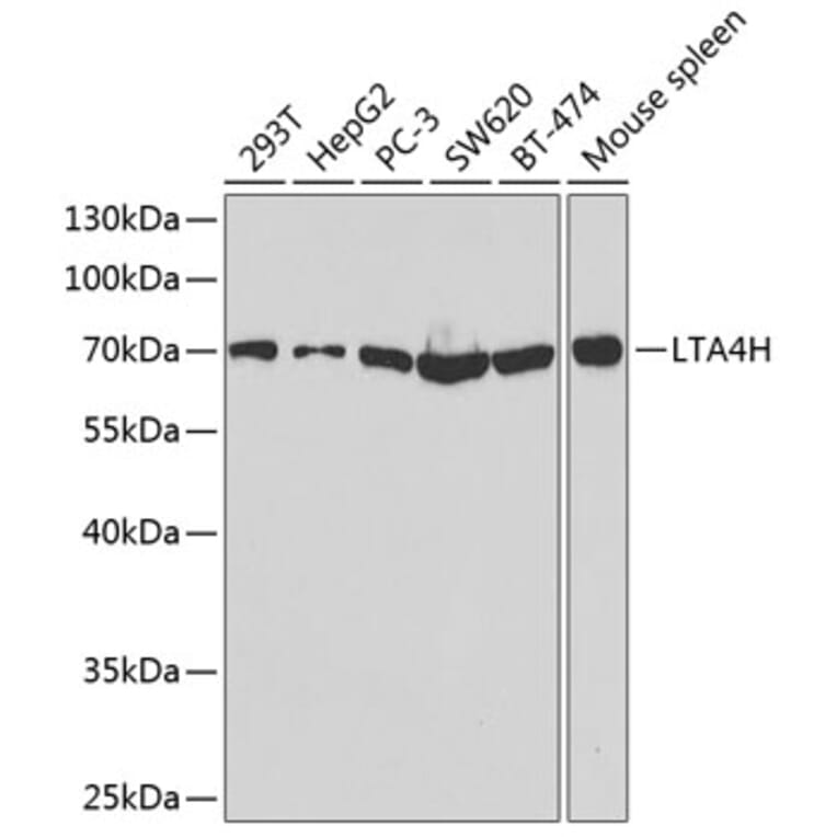 Western Blot - Anti-Leukotriene A4 hydrolase / LTA4H Antibody (A90931) - Antibodies.com