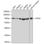 Western Blot - Anti-Leukotriene A4 hydrolase / LTA4H Antibody (A90931) - Antibodies.com