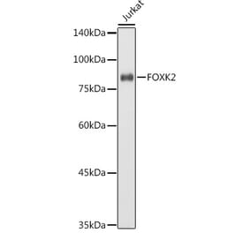 Western Blot - Anti-ILF1 Antibody (A90934) - Antibodies.com