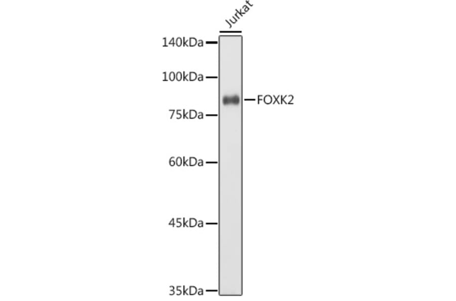 Western Blot - Anti-ILF1 Antibody (A90934) - Antibodies.com