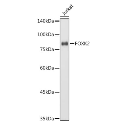 Western Blot - Anti-ILF1 Antibody (A90934) - Antibodies.com