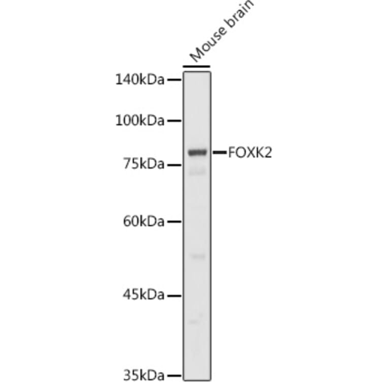 Western Blot - Anti-ILF1 Antibody (A90934) - Antibodies.com