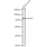 Western Blot - Anti-ILF1 Antibody (A90934) - Antibodies.com