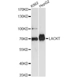 Western Blot - Anti-ASH2L Antibody (A14543) - Antibodies.com