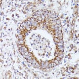 Immunohistochemistry - Anti-Pyruvate Dehydrogenase E2 Antibody (A90937) - Antibodies.com