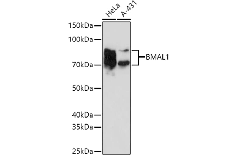Western Blot - Anti-BMAL1 Antibody (A90938) - Antibodies.com