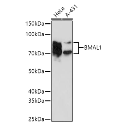 Western Blot - Anti-BMAL1 Antibody (A90938) - Antibodies.com