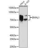 Western Blot - Anti-BMAL1 Antibody (A90938) - Antibodies.com