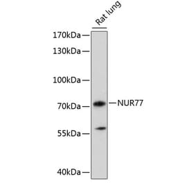 Western Blot - Anti-NUR77 Antibody (A90939) - Antibodies.com