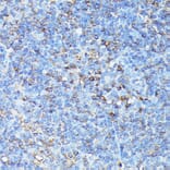 Immunohistochemistry - Anti-CXCR1 Antibody (A90940) - Antibodies.com