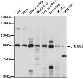 Western Blot - Anti-UNC93B1 Antibody (A90942) - Antibodies.com