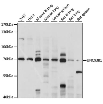 Western Blot - Anti-UNC93B1 Antibody (A90942) - Antibodies.com