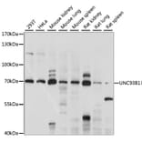 Western Blot - Anti-UNC93B1 Antibody (A90942) - Antibodies.com
