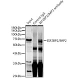 Western Blot - Anti-IGF2BP2/IMP-2 Antibody (A90943) - Antibodies.com