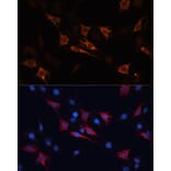 Immunofluorescence - Anti-HSP70 Antibody (A90945) - Antibodies.com
