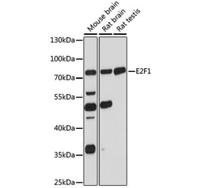 Western Blot - Anti-E2F1 Antibody (A90946) - Antibodies.com