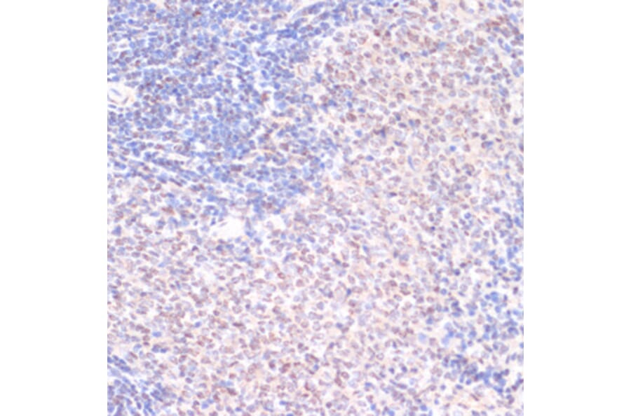 Immunohistochemistry - Anti-Serum Response Factor/SRF (phospho Ser103) Antibody (A90947) - Antibodies.com