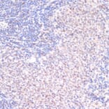 Immunohistochemistry - Anti-Serum Response Factor/SRF (phospho Ser103) Antibody (A90947) - Antibodies.com