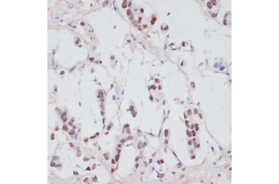 Immunohistochemistry - Anti-Serum Response Factor/SRF (phospho Ser103) Antibody (A90947) - Antibodies.com