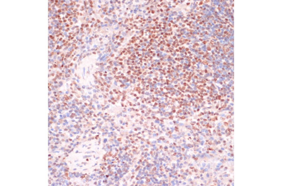 Immunohistochemistry - Anti-Serum Response Factor/SRF (phospho Ser103) Antibody (A90947) - Antibodies.com