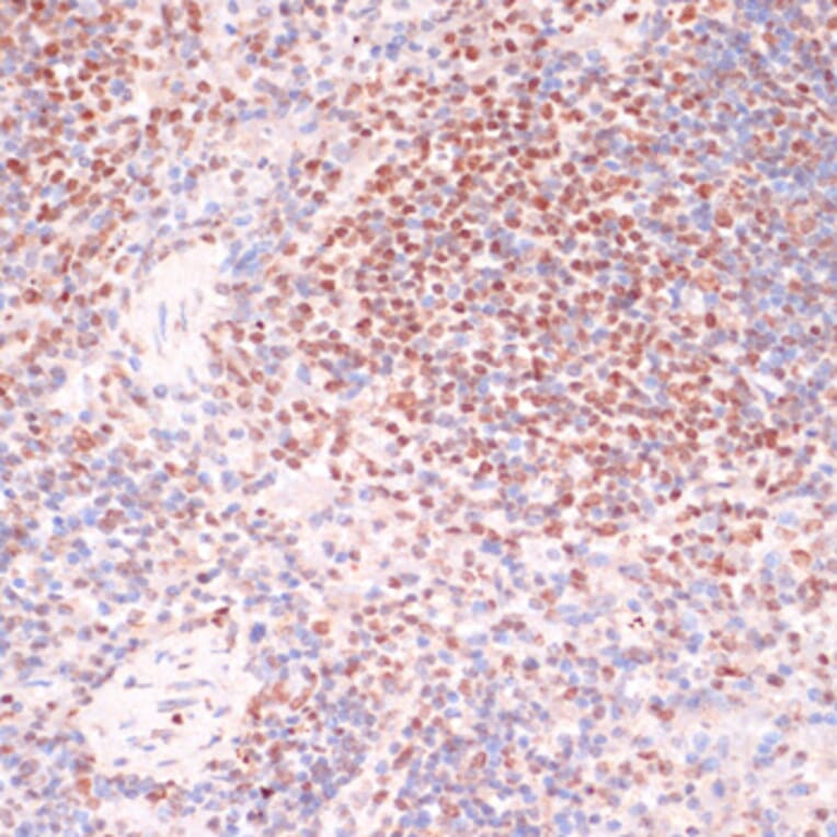 Immunohistochemistry - Anti-Serum Response Factor/SRF (phospho Ser103) Antibody (A90947) - Antibodies.com