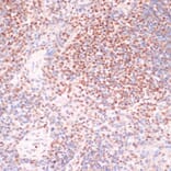 Immunohistochemistry - Anti-Serum Response Factor/SRF (phospho Ser103) Antibody (A90947) - Antibodies.com