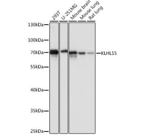 Western Blot - Anti-KLHL15 Antibody (A90948) - Antibodies.com