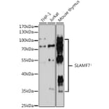 Western Blot - Anti-SLAMF7/CS1 Antibody (A90949) - Antibodies.com