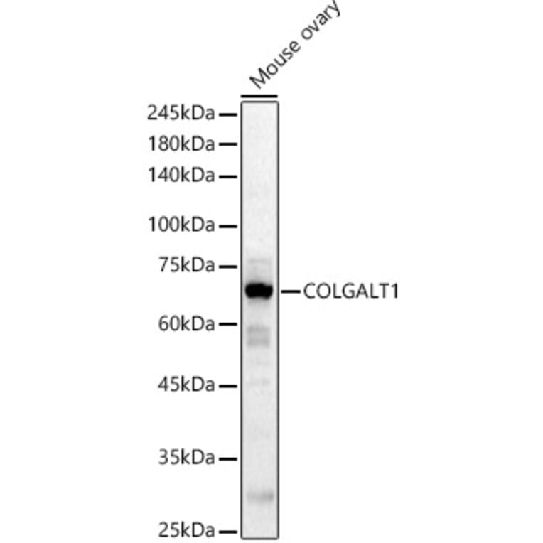 Western Blot - Anti-COLGALT1/GLT25D1 Antibody (A90950) - Antibodies.com