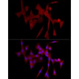 Immunofluorescence - Anti-COLGALT1/GLT25D1 Antibody (A90950) - Antibodies.com
