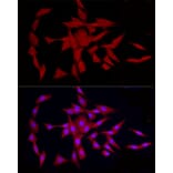 Immunofluorescence - Anti-COLGALT1/GLT25D1 Antibody (A90950) - Antibodies.com
