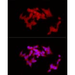 Immunofluorescence - Anti-COLGALT1/GLT25D1 Antibody (A90950) - Antibodies.com